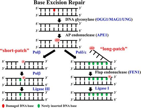 DNA Polymerase β .